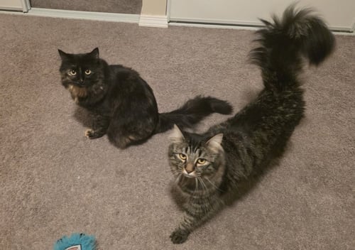 TB - ETHEL - Domestic Medium Hair available for adoption