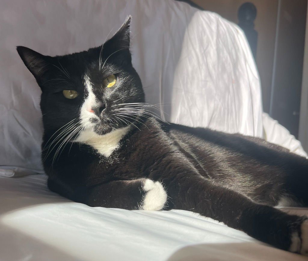 AN - POPPI - Domestic Short Hair available for adoption