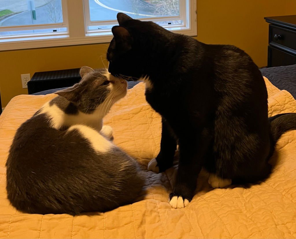 AN - POPPI - Domestic Short Hair available for adoption