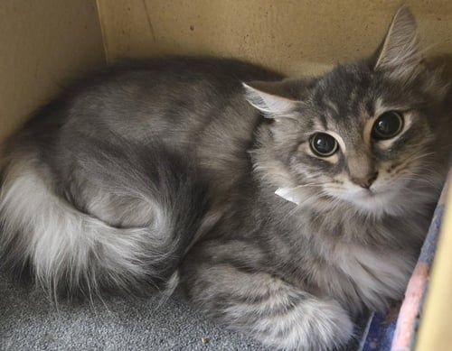 JAY - Domestic Long Hair available for adoption