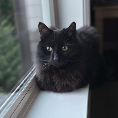 JM - BUGSY - Domestic Medium Hair available for adoption