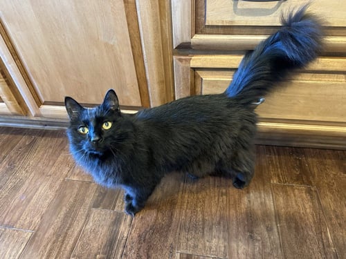 JM - BUGSY - Domestic Medium Hair available for adoption