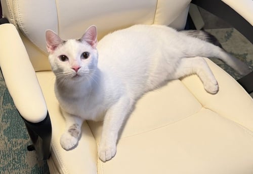 NM - SUNDANCE - Domestic Short Hair available for adoption