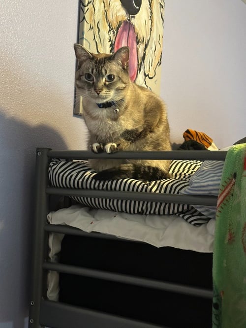 DK - PEARL - Domestic Short Hair available for adoption