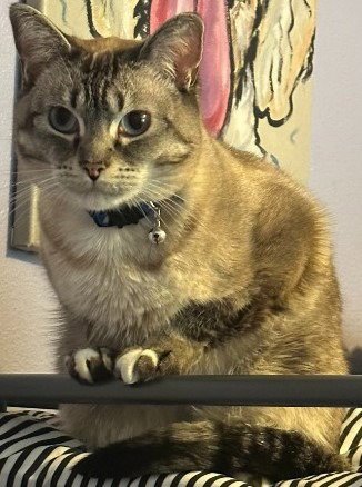 PEARL - Siamese / Domestic Short Hair available for adoption