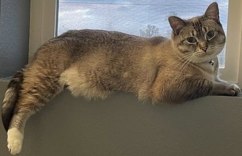 PEARL - Siamese / Domestic Short Hair available for adoption
