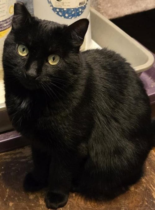 SHADOW FAX - Domestic Medium Hair for adoption in Vancouver