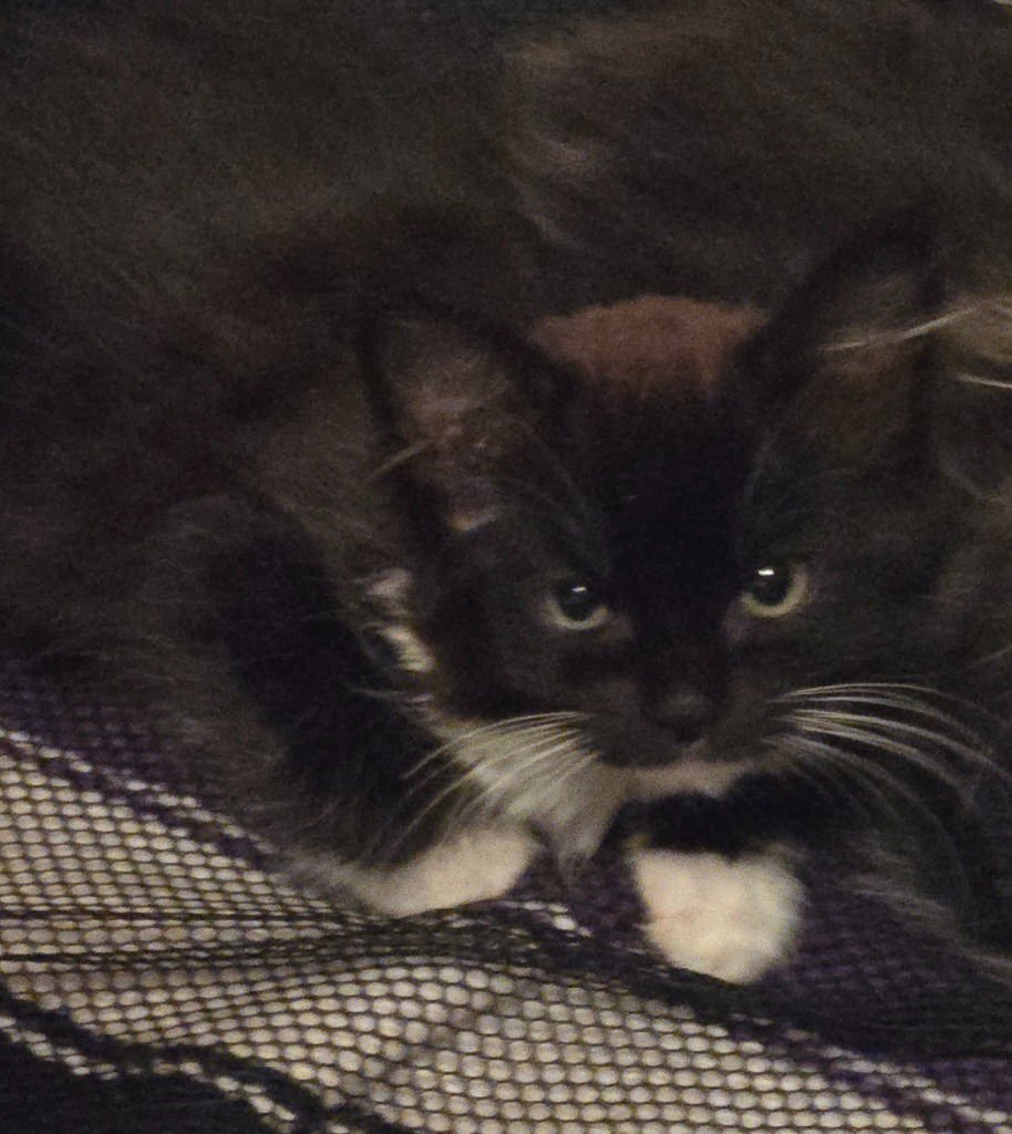 BLACKBERRY/ BARN CAT - Domestic Medium Hair available for adoption