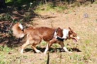 Champ - Photo 4
