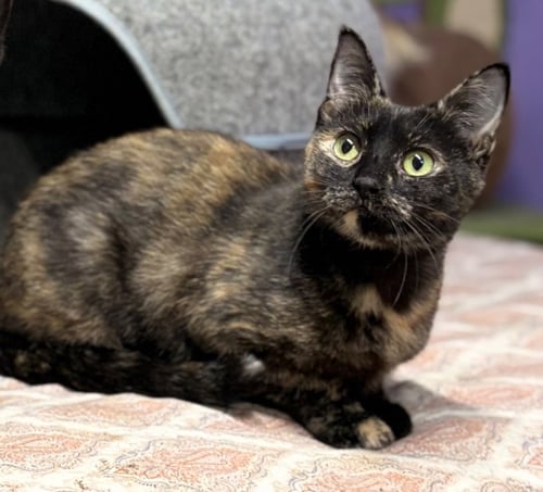CHELATCHIE - Domestic Short Hair available for adoption