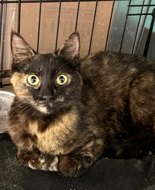 CHELATCHIE - Domestic Short Hair available for adoption