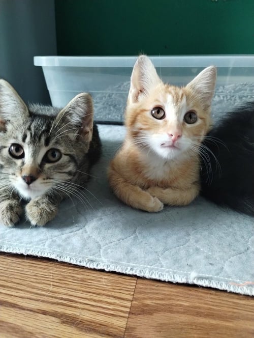 BLINKIN - Domestic Medium Hair available for adoption