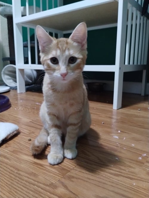BLINKIN - Domestic Medium Hair available for adoption