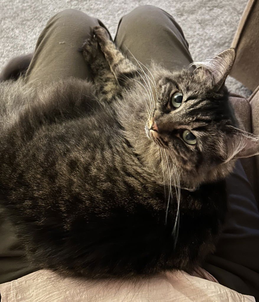 MISS BUSTER - Domestic Medium Hair available for adoption