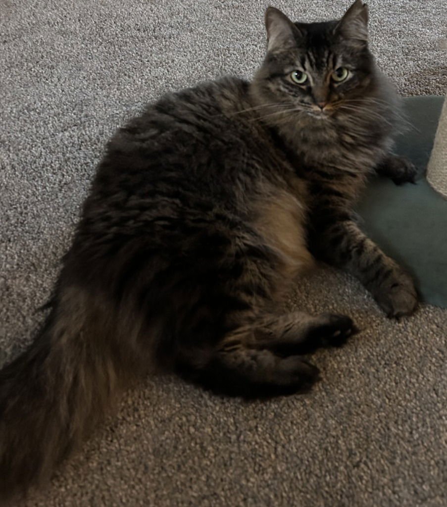 MISS BUSTER - Domestic Medium Hair available for adoption