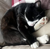 Sylvester "Boots - Photo 3