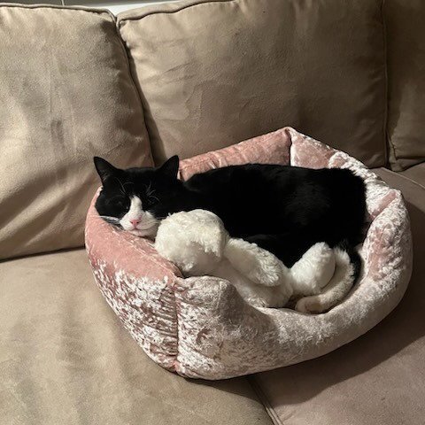 SYLVESTER "BOOTS - Domestic Short Hair available for adoption