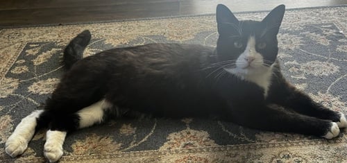 SYLVESTER "BOOTS - Domestic Short Hair available for adoption