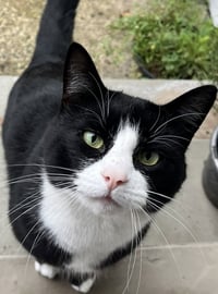 Sylvester "Boots - Photo 1