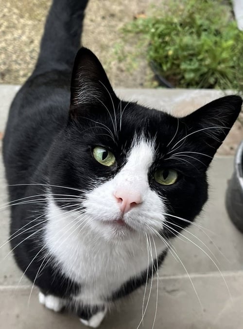SYLVESTER "BOOTS - Domestic Short Hair available for adoption