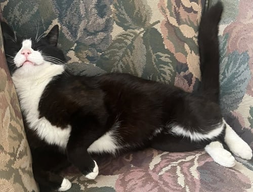 SYLVESTER "BOOTS - Domestic Short Hair available for adoption