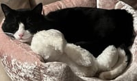 Sylvester "Boots - Photo 4