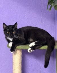 Xena - Photo 1