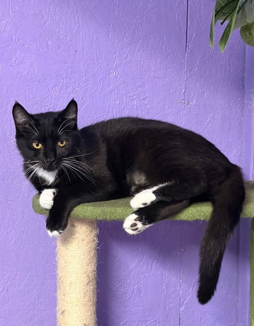 XENA - Domestic Short Hair available for adoption
