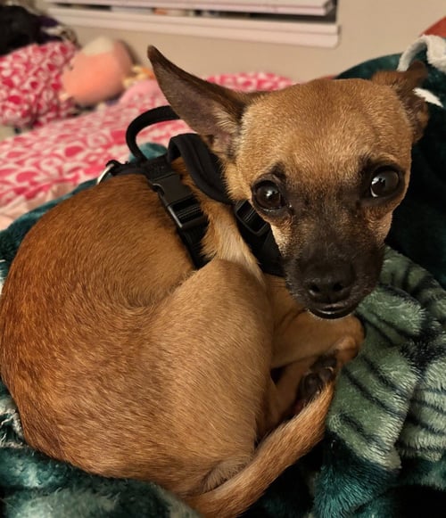 RALLO - Chihuahua for adoption in Vancouver