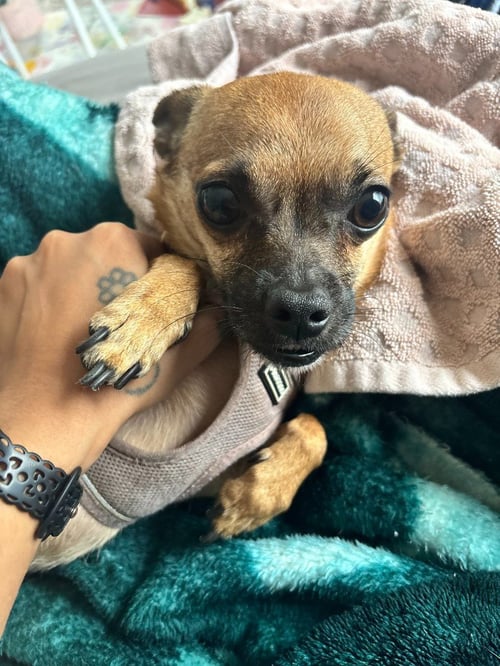 RALLO - Chihuahua available for adoption