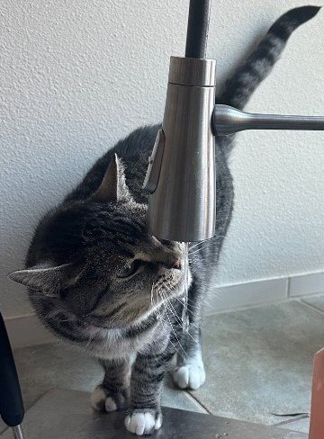 ROSE - Domestic Short Hair available for adoption