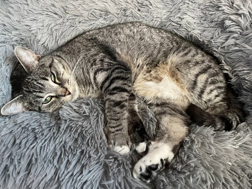 DK - ROSE - Domestic Short Hair available for adoption