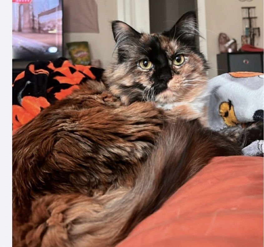 REESE - Domestic Long Hair available for adoption