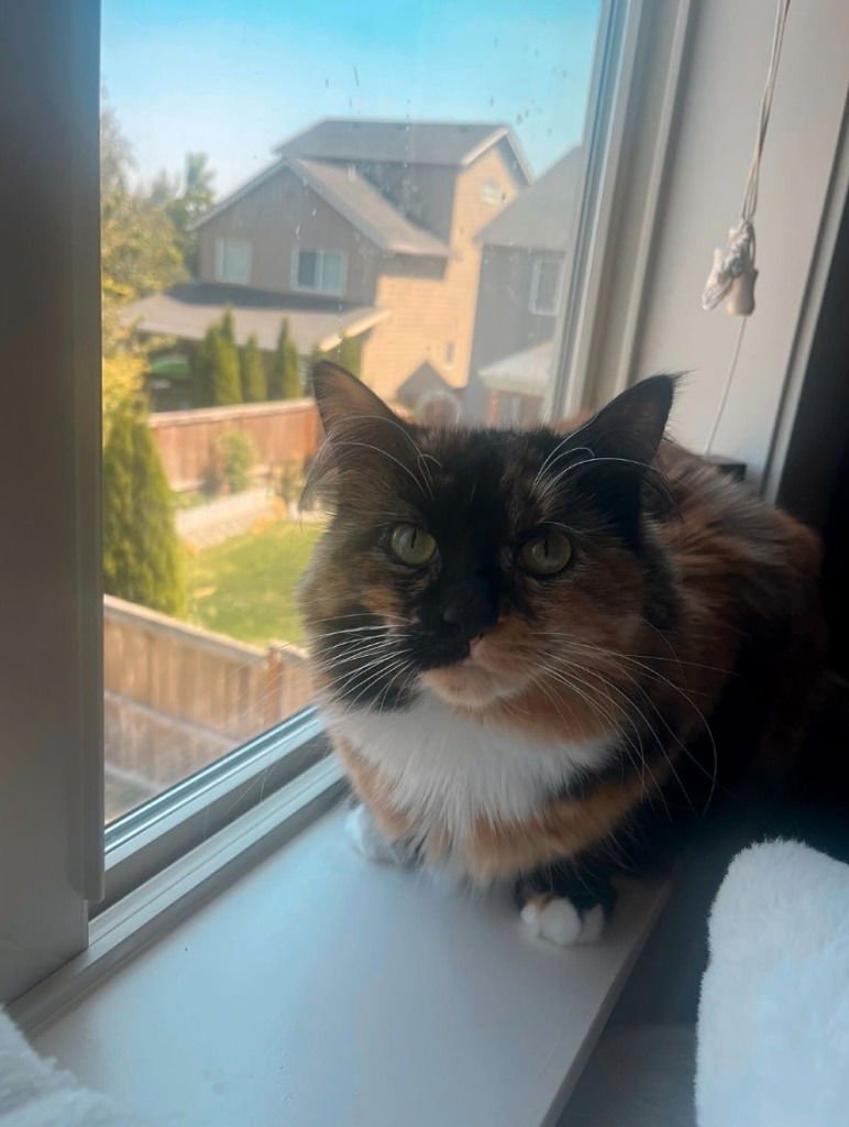 REESE - Domestic Long Hair available for adoption