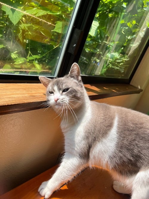 BECKY - Domestic Short Hair available for adoption