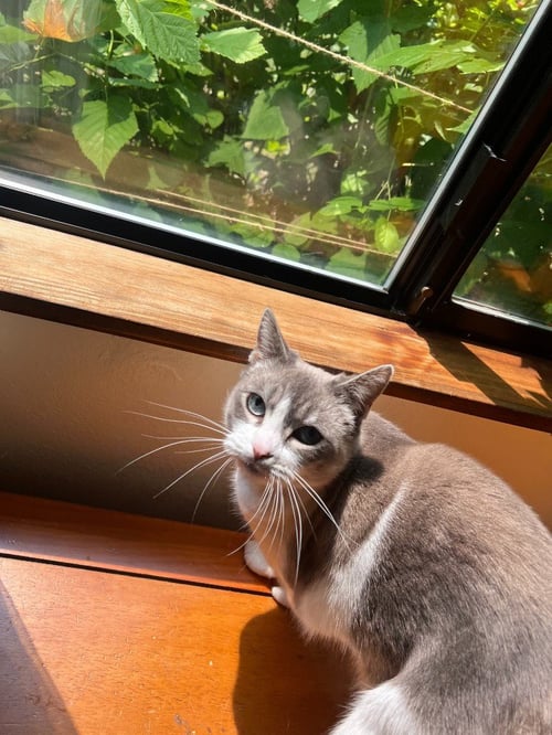 BECKY - Domestic Short Hair available for adoption