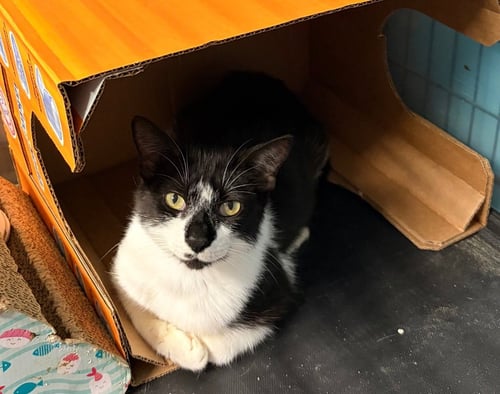 MAXINE - Domestic Short Hair available for adoption