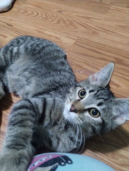 NOD - Domestic Medium Hair available for adoption