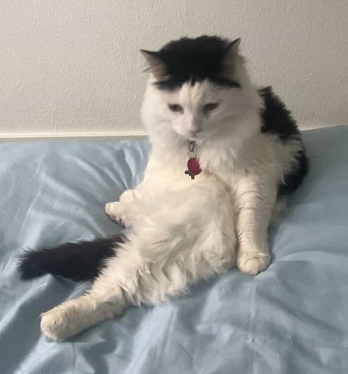 BOB - Domestic Long Hair available for adoption