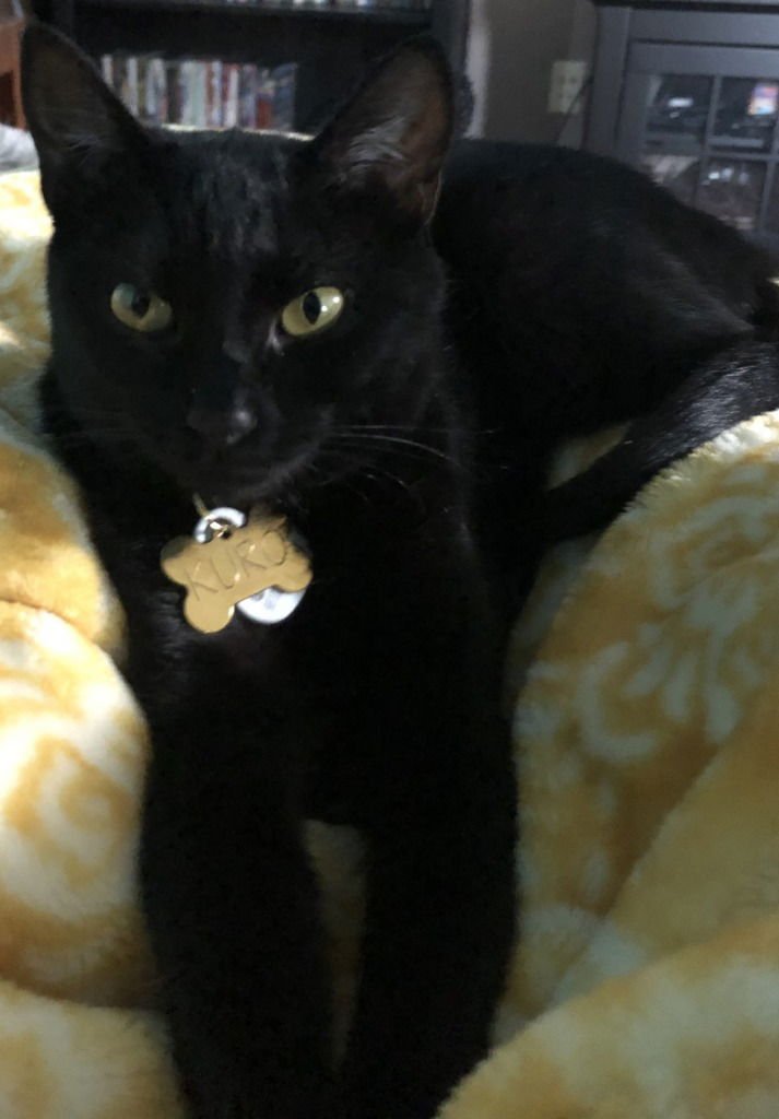 KURO - Domestic Short Hair available for adoption