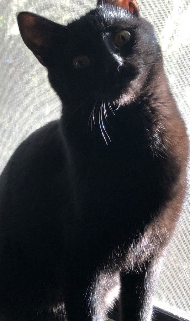 KURO - Domestic Short Hair available for adoption