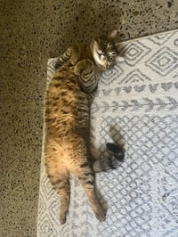 Whiskey - Photo 3