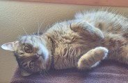 WHISKEY - Domestic Short Hair available for adoption