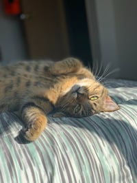 Whiskey - Photo 4