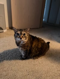 Kimba - Photo 2