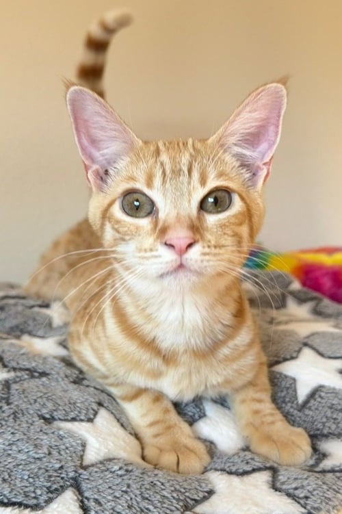 FAVA - Domestic Short Hair available for adoption