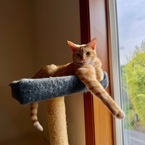 FAVA - Domestic Short Hair available for adoption
