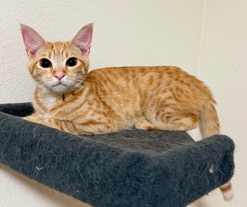 FAVA - Domestic Short Hair available for adoption