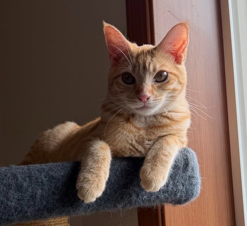FAVA - Domestic Short Hair available for adoption
