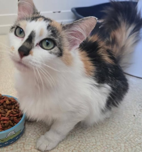 CHRISSY - Domestic Medium Hair available for adoption